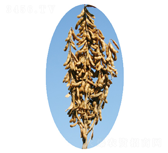 �x��25̖(h��o)-�󶹷N��-�����N�I(y��)