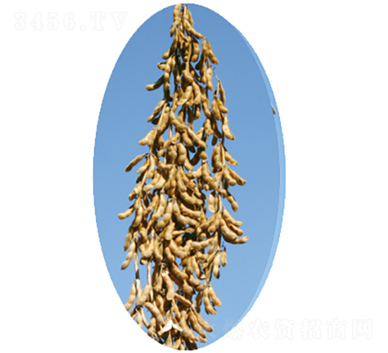 �x��52̖(h��o)-�󶹷N��-�����N�I(y��)