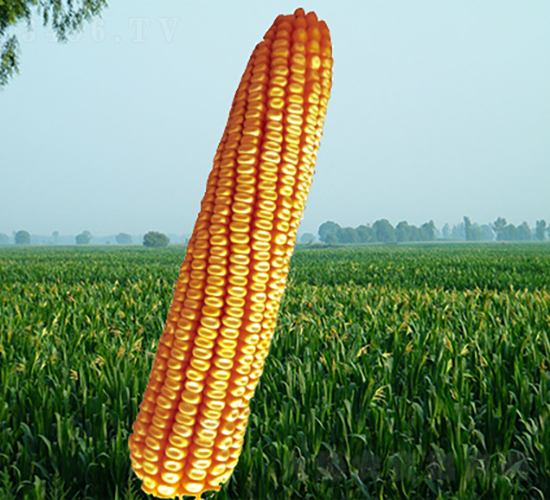 ����9̖-���׷N��-�����N�I(y��)