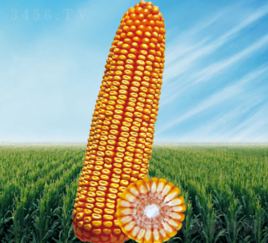 ����1̖-���׷N��-�����N�I(y��)