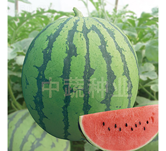 ���-���ϷN��-���߷N�I(y��)