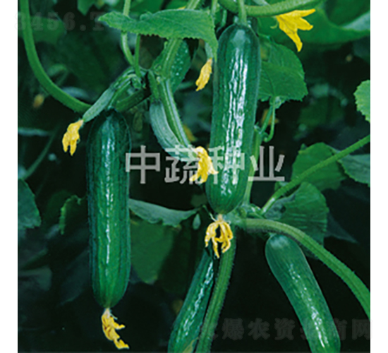 ���r(n��ng)19̖-�S�ϷN��-���߷N�I(y��)