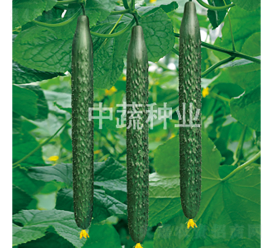 ���r37-�S�ϷN��-���߷N�I(y��)