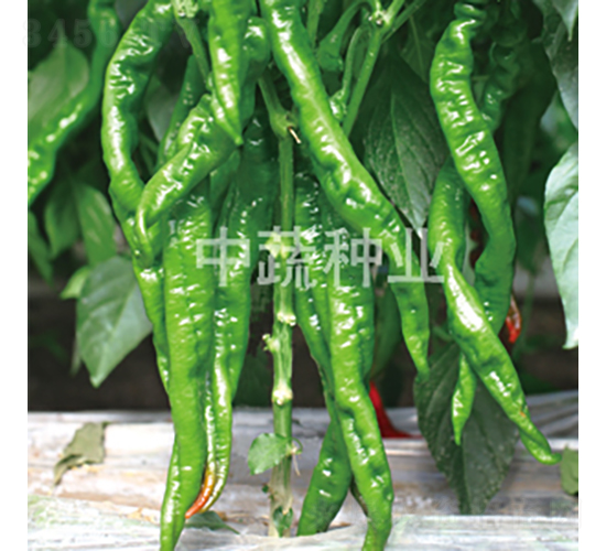 �н�1209-�����N��-���߷N�I(y��)