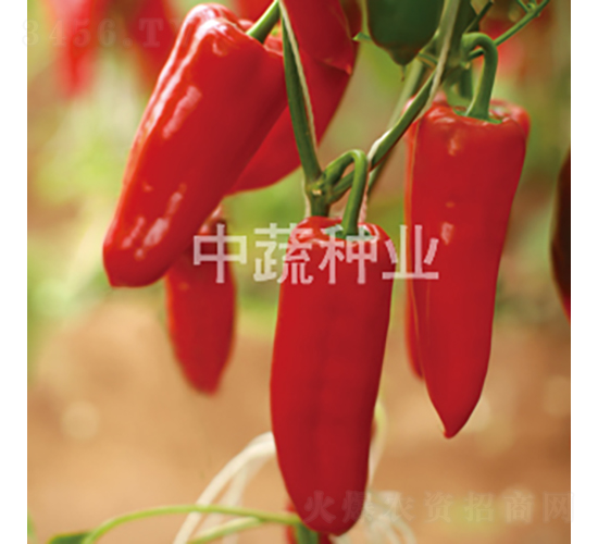 �н�206-�����N��-���߷N�I(y��)