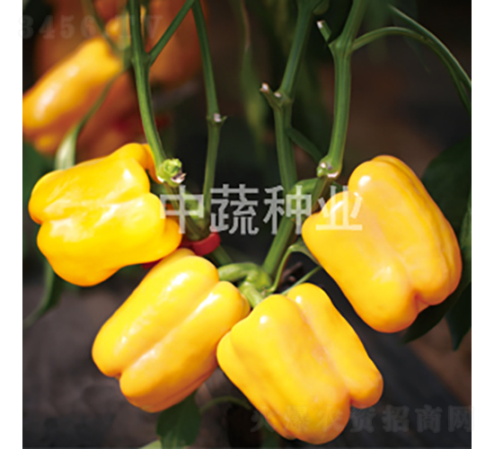 �����S�@1̖(h��o)-�����N��-���߷N�I(y��)