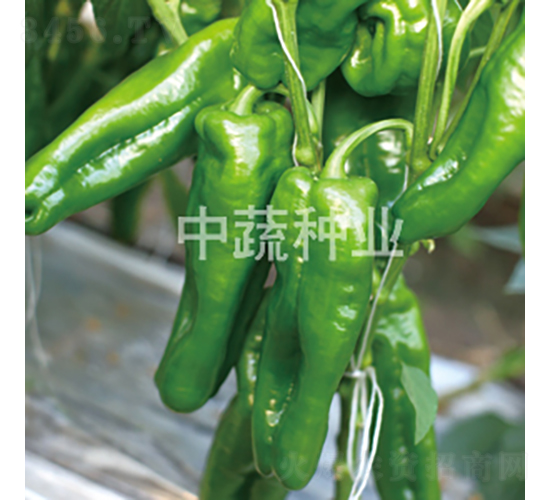 �н�506̖-�����N��-���߷N�I(y��)