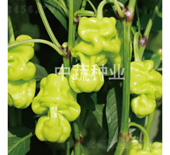 �н�����2̖-�����N��-���߷N�I(y��)