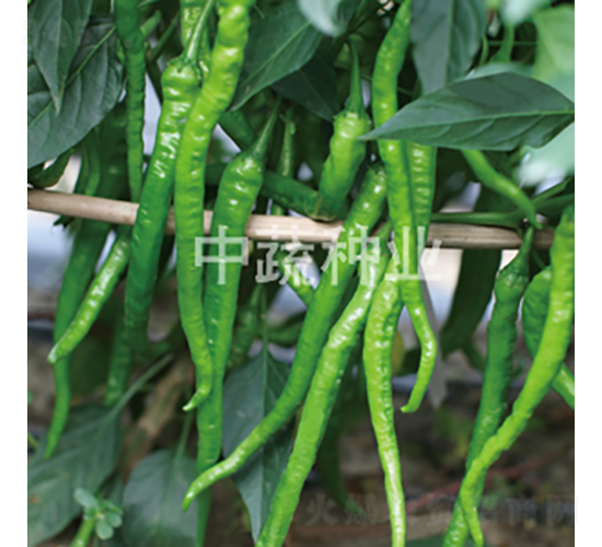 �н�L1-�����N��-���߷N�I(y��)