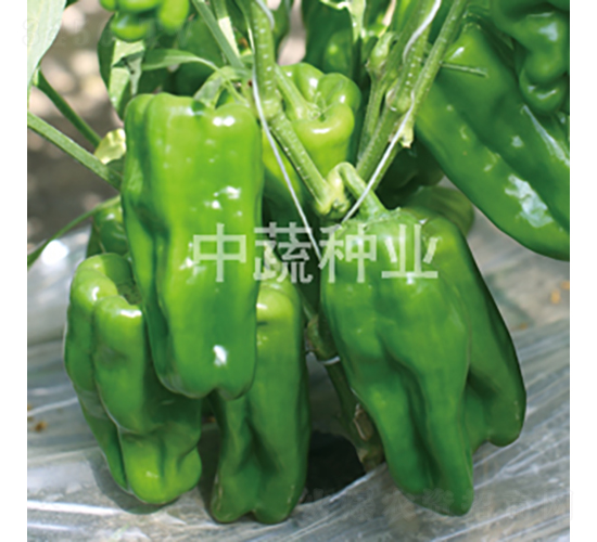 �н���Ƥ��1̖(h��o)-�����N��-���߷N�I(y��)