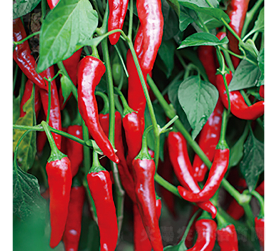 �н�H2-�����N��-���߷N�I(y��)