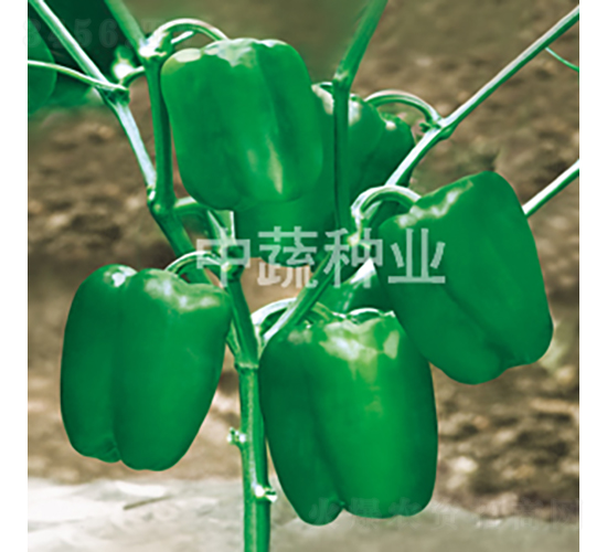 �н�7̖-�𽷷N��-���߷N�I(y��)