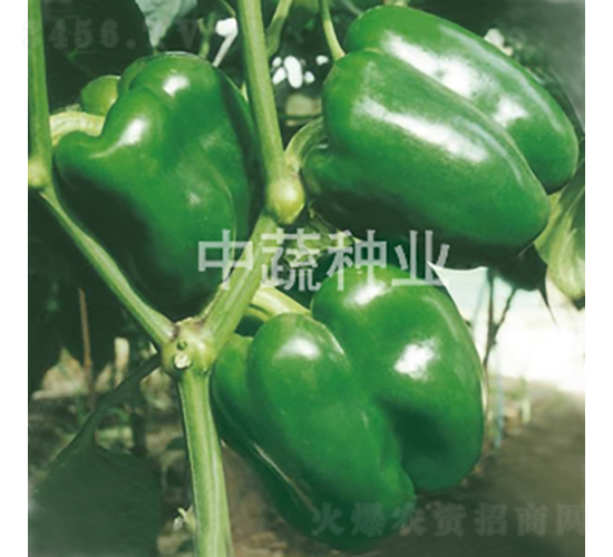 �н�4̖-�𽷷N��-���߷N�I(y��)