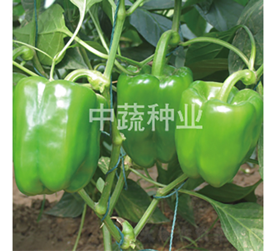 �н�105-�𽷷N��-���߷N�I(y��)