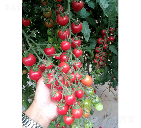 �P����2004�����ѷN��-�A���r(n��ng)�I(y��)