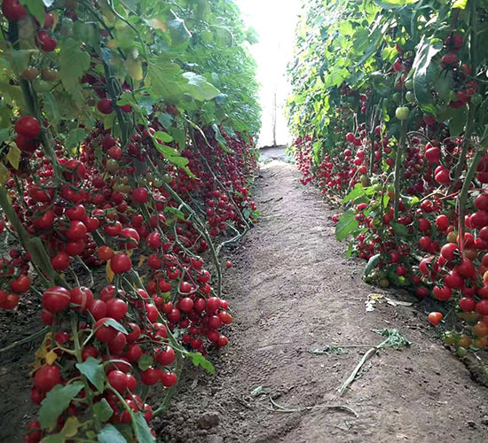 �A����̖���ѷN��-�A���r(n��ng)�I(y��)