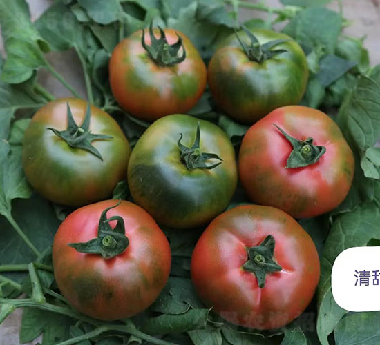 �����ݮ���ѷN��-�A���r(n��ng)�I(y��)