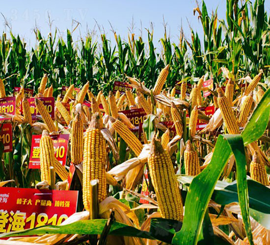 �Ǻ�1810-���׷N��-�Ǻ���(r��n)�r(n��ng)