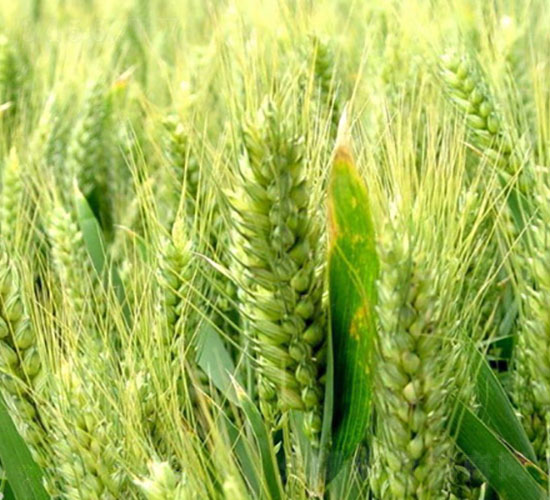 ����5265-С���N��-�Ǻ����r(n��ng)