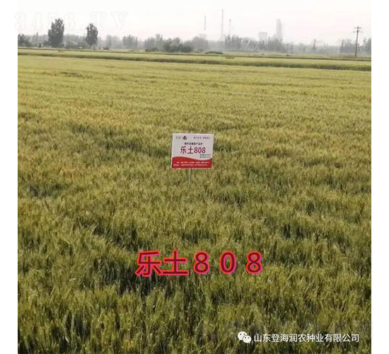 ����808-С���N��-�Ǻ����r(n��ng)