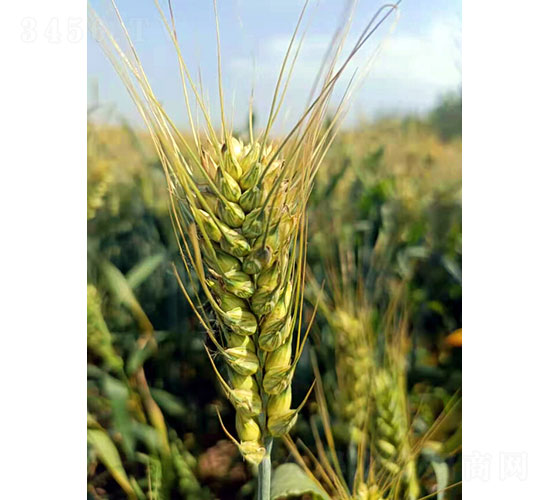 �A��305-С���N��-�Ǻ����r(n��ng)