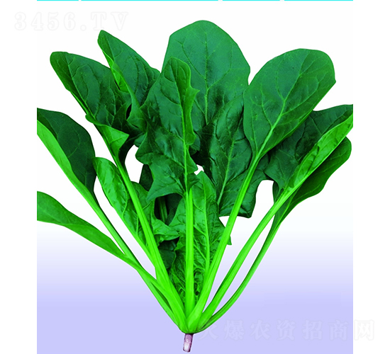 ��������-���˷N��-�V��