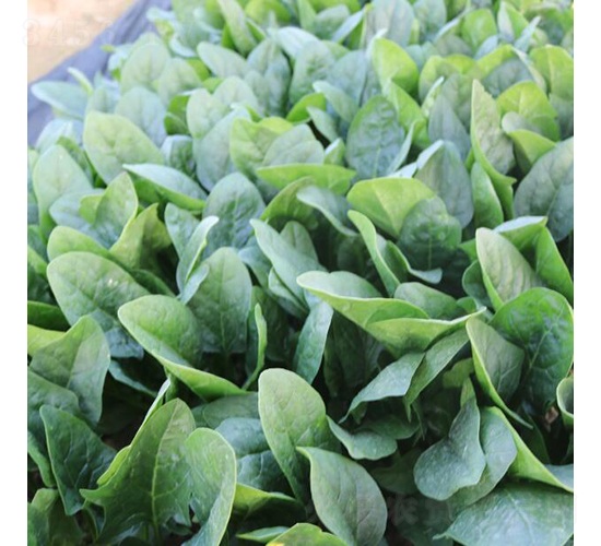 �r��-���˷N��-�V��