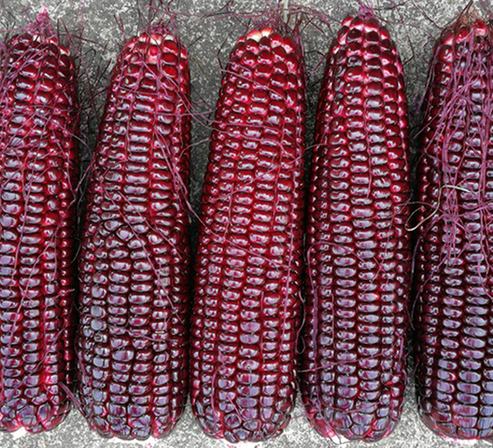 �t����309����-���׷N��-�V��