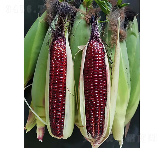 �t����308����-���׷N��-�V��