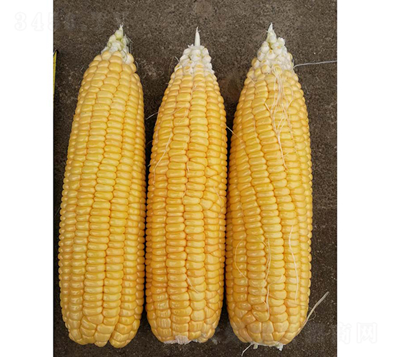 �V����23̖����-���׷N��-�V��