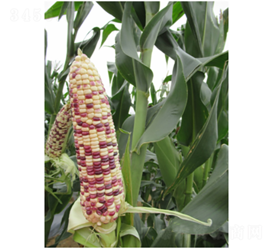 �V��Ŵ6̖(h��o)����-���׷N��-�V��