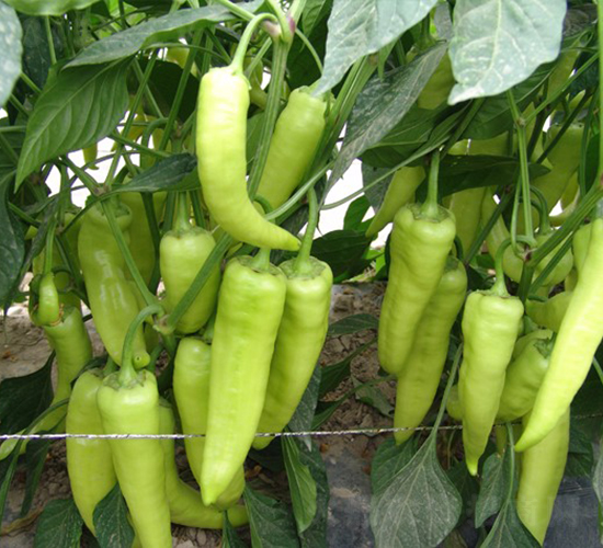 ʥ�˵ñ�-�𽷷N��-�A���N��