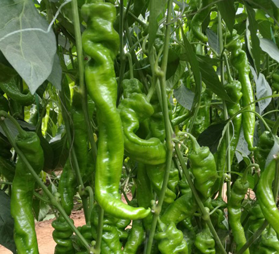 �A��105-�����N��-�A���N��