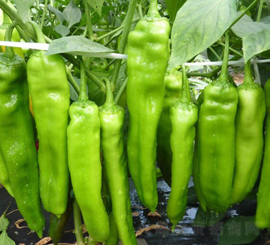 ���L(zh��ng)��-�����N��-�A���N��