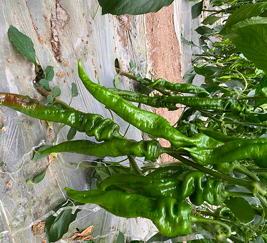 �A��109-�����N��-�A���N��