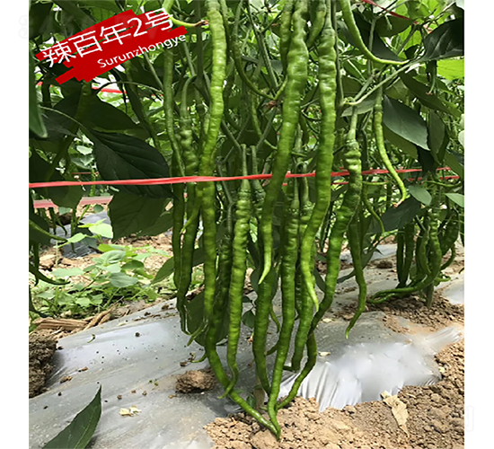 ������2̖(h��o)-�����N��-�K��(r��n)�N�I(y��)