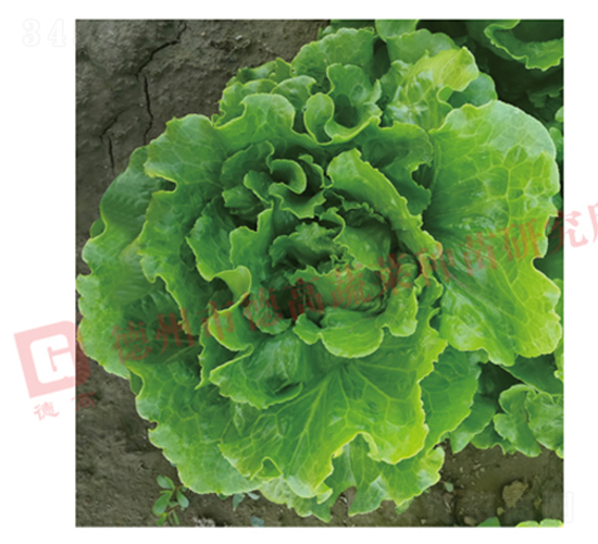 �¸����������-���˷N��-�¸߷N�I(y��)