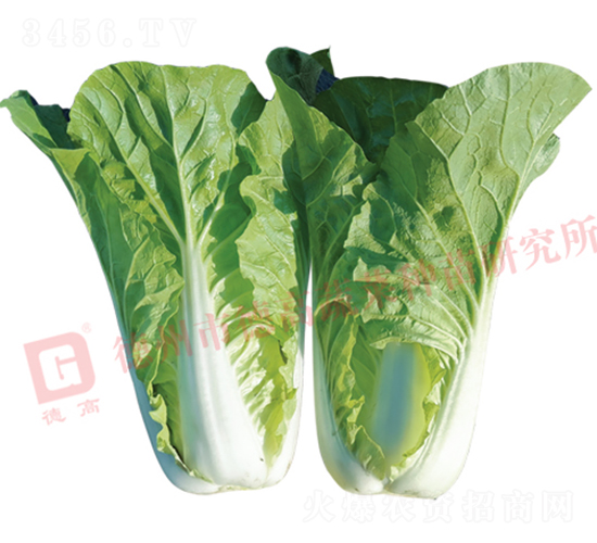 �~ɫ�Gɫ���-�¸�2142-��˷N��-�¸߷N�I(y��)