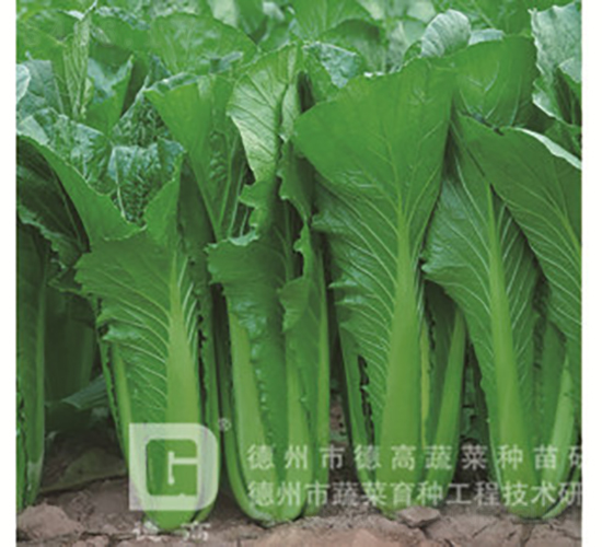 �G�Ϳ��-����7̖-��˷N��-�¸߷N�I(y��)