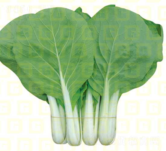 �~ɫ�^�G���-�¸߰׺�����-��˷N��-�¸߷N�I(y��)