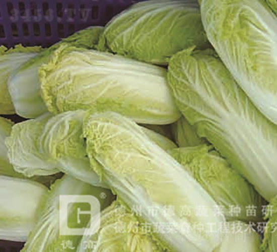 �¸߽����S-���޲˷N��-�¸߷N�I(y��)