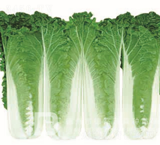 �¸�������-���޲˷N��-�¸߷N�I(y��)