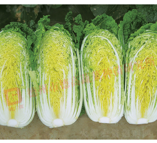 �¸߽�����-���޲˷N��-�¸߷N�I(y��)