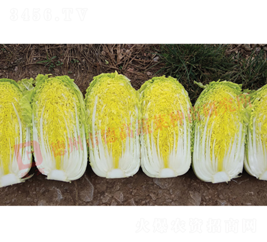 �¸�CR���-���޲˷N��-�¸߷N�I(y��)