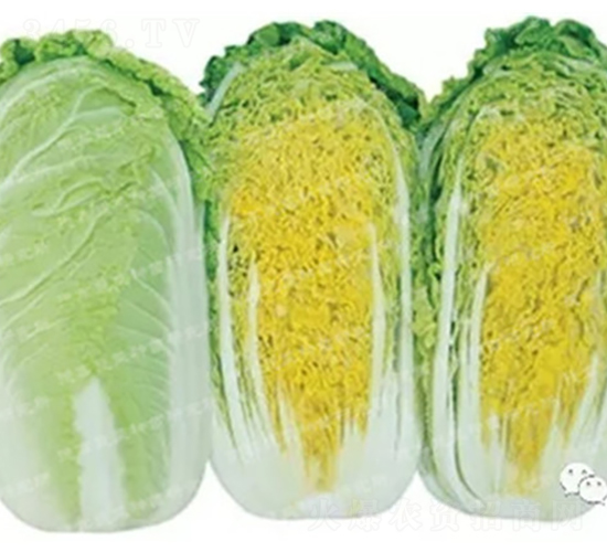 �¸���6���޲�-���޲˷N��-�¸߷N�I(y��)