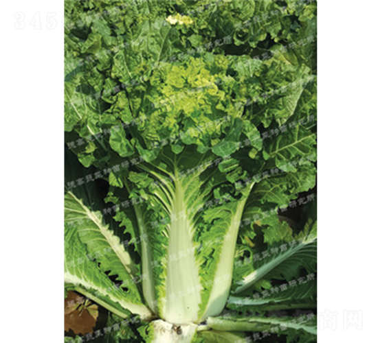 ��ò�-�¸߸���-��ײ˷N��-�¸߷N�I(y��)