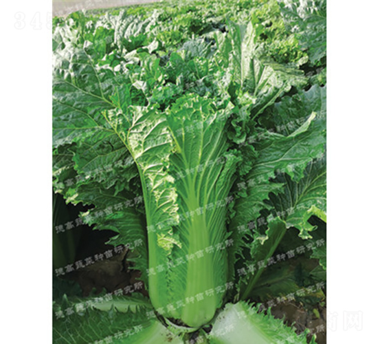 �����~��ײ�-�F��309-��ײ˷N��-�¸߷N�I(y��)