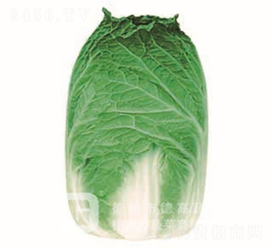 �ڏ��Ͱײ�-�ٺ�-��ײ˷N��-�¸߷N�I(y��)