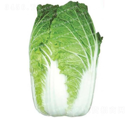 �ڏ��ʹ�ײ�-�F��65-��ײ˷N��-�¸߷N�I(y��)