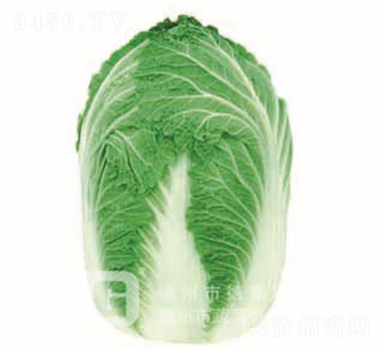 �ڏ��Ͱײ�-�ل�-��ײ˷N��-�¸߷N�I(y��)